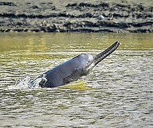 An endangered Ganges river dolphin (Platanista gangetica) lives in the Ganges river