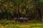 A herd of Wild elephants in the park