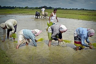 Local people busy in paddy field of Nagaon
