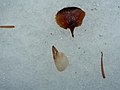 モミ属の球果の鱗片と種子