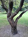 ハリゲヤキの樹皮