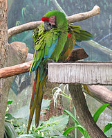 Military macaw (Ara militaris)