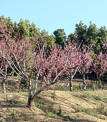 Blooming trees, Redlands