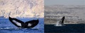Critically endangered Arabian humpback whales