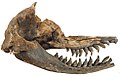 Image 22Acrophyseter skull (from Evolution of cetaceans)