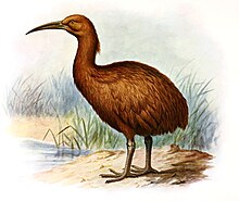 drawing of red rail
