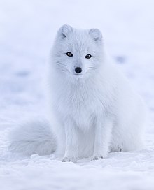 Un renard blanc sur de la neige blanche.