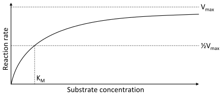 Dvodimenzijalni prikaz koncentracije supstrata (x osa) vs. reakcijska stoma (y osa). Ovaj oblik krive je hiperbolski. Stopa reakcije je nula (0) na nultoj (0) koncentraciji supstrata, a na maksimalnoj koncentraciji supstrata je asimptotska.