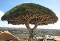 Image 8Socotra dragon tree at Socotra, UNESCO World Heritage Site (from Tourism in Yemen)