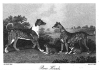 "Boar hound" yang diimport ke Great Britain dari Elektorat Hesse di Jerman, 1807