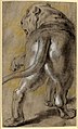 Peter Paul Rubens, Studio di una leonessa, (circa 1614-1615)