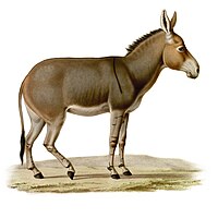 Mólba Somaliskeho dźiwjeho wosoła (Equus africanus somaliensis)