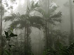 Jungle humide, chaîne de montagnes côtières, la guaira.