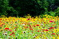 Cypress Gardens Wildflower Field