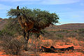 Babuni su pobjegli na drvo od lavova u pistinji Kalahari (1 od 3)