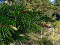 Pinaceae: folhas em forma de agulha e botões vegetativos do ab[eto Pseudotsuga menziesii var. menziesii.