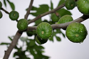 Echt Fiig (Ficus carica)