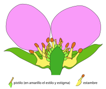 Corte esquemático en una flor de Fragaria