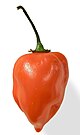 Habanero chile pepper