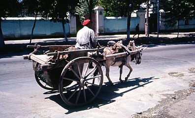 Donkey and cart (Uzbekistan, 1964)