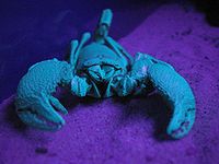 Scorpion fluorescing under ultraviolet from a black light