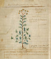 Pseudo-Apuleius Leiden 6. Jh. Herba artemisia leptofillos