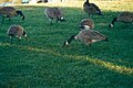 Canada geese in Shoreline Park