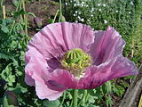 The opium poppy Papaver somniferum is the source of the alkaloids morphine and codeine.[62]