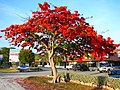 Image 11Royal Poinciana tree in full bloom in the Florida Keys, an indication of South Florida's tropical climate (from Geography of Florida)