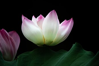 Na fllor de lotus sacrâ. (veré dèfenicion 8 256 × 5 504*)