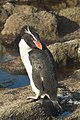 Pinguin crestida
