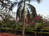 Kadri Park in Mangalore - Pink Bougainvillea trees and Bamboo palm tree
