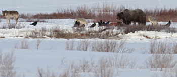 Photograph of wolves, a bear, and ravens competing over a kill in Yellowstone National Park in the winter