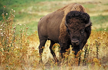 Američki bizon