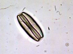 Cocoide (Diatomea)