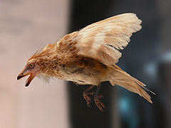 Iberomesornis (Aves)
