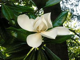 Цветок магнолии крупноцветковой (Magnolia grandiflora)