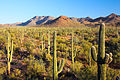 Kaktusy w narodnym parku Saguaro