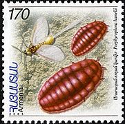 A 2006 Armenian postage stamp depicting P. hamelii