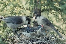 Foto eines Meisenhäher-Nests mit zwei Altvögeln