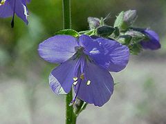 Mėlynasis palemonas (Polemonium caeruleum)