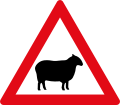 Sheep ahead