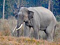 Wild Indian elephants can be seen in hilly areas of Bangladesh