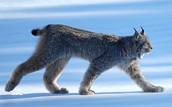 Lince canadiense (Lynx canadensis)