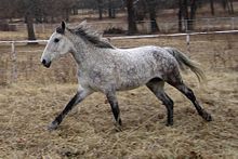 Un cheval gris de profil galope dans son paddock.