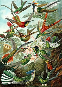 A color plate illustration from Ernst Haeckel's Kunstformen der Natur (1899), showing a variety of hummingbirds