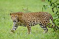 Indian leopards can be found in the Chittagong Hill Tracts of Bangladesh
