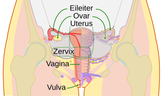 Schematische Zeichnung der Geschlechtsorgane der Frau inklusive Vagina