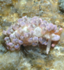 a pinkish nudibranch
