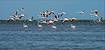 A group of Flamingos flying over Chilika Lake